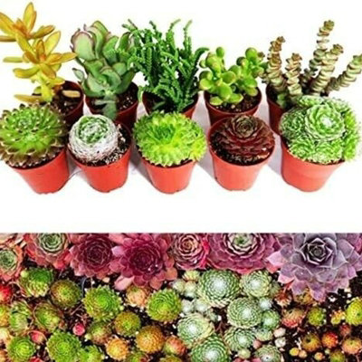 Carbeth Plants 10 Sempervivum Succulent Plants5 Sempervivum5 Succulents In 5.5Cm Pots from B&Q
