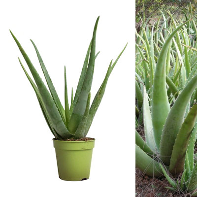 Carbeth Plants Aloe Vera In 11Cm Pot25-30Cm In HeightFantastic Plant For Beginners To Houseplants from B&Q
