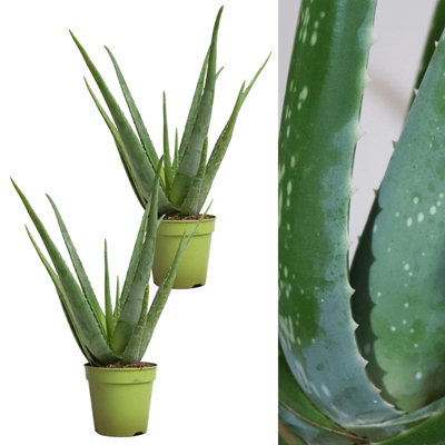 Carbeth Plants 2 X Aloe Vera Plants 25-30Cm In HeightPerfect Plants For Beginners from B&Q