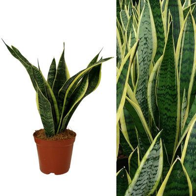 Carbeth Plants Sansevieria Snake Plant In 12Cm PotMother In Laws Tongue Indoor Houseplant from B&Q