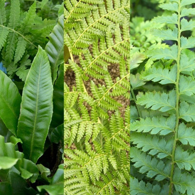 Carbeth Plants 3 X Fern Plant Mix In 9Cm PotsReady To Plant Outdoor FernsMixed Varieties from B&Q