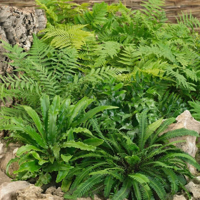 Carbeth Plants 10 X Fern Plant Mix In 9Cm PotsReady To Plant Outdoor FernsMixed Varieties from B&Q
