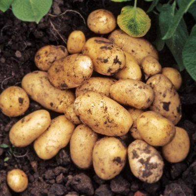 Carbeth Plants Seed Potatoes Pentland Javelin11 Tuber PackEasy To Grow from B&Q