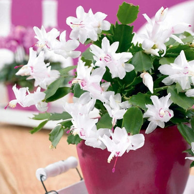 Carbeth Plants Christmas Cactus Indoor Plant In 10Cm PotWhite Flowers Schlumbergera Cacti from B&Q
