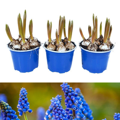 Carbeth Plants 3 X Pots Of Grape Hyacinth Spring Bulbs - Winter Flowering Muscari Cultivated Bulbs