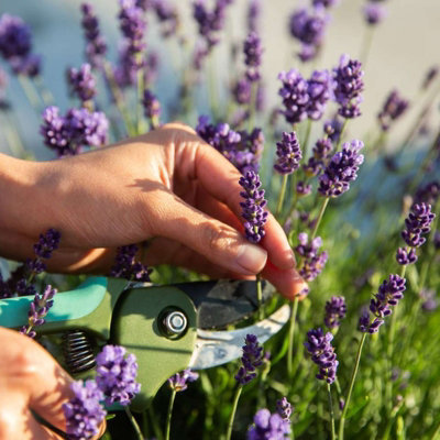Carbeth Plants Lavender Angustifolia Herb Plant In 14Cm PotLavandula English Lavender Bush from B&Q