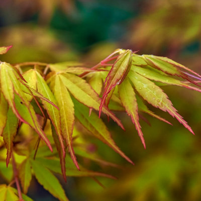 Carbeth Plants Acer Palmatum Katsura In 9Cm PotDecorative Japanese Maple PlantHardy Garden Shrub from B&Q