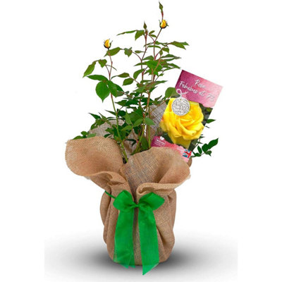 Carbeth Plants Rose Bush Fantastic At 73Happy Birthday Rose Bush For A Loved Ones 73 BirthdayGift Wrapped Rose Bush For The Garden from B&Q