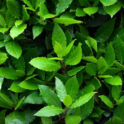 Carbeth Plants Bay Laurel Herb Plant In 13Cm PotLaurus Nobilis For Culinary Use from B&Q