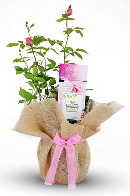 Carbeth Plants Mum In A Million Rose Bush Gift WrappedPlant Gift Perfect For Gardener Mothers from B&Q