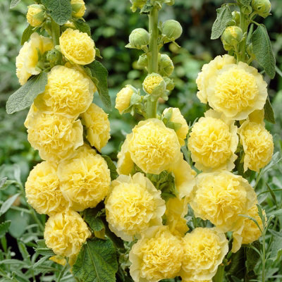Carbeth Plants Hollyhock Plant 'chaters Yellow'Alcea Perennial In 13Cm Pot