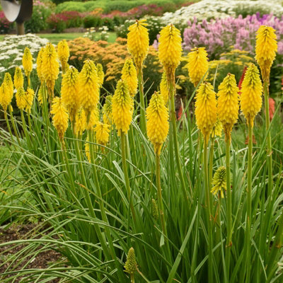 Carbeth Plants Kniphofia Banana Popsicle Plant In 9Cm PotRare Red Hot Poker Variety from B&Q