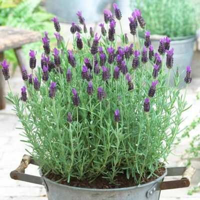Carbeth Plants Lavender Anouk In 14Cm PotButterfly Bush Lavandula from B&Q