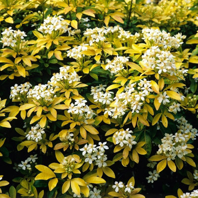 Carbeth Plants 2 X Choisya Sundance In 9Cm PotsMexican OrangeAromatic Evergreen Shrubs from B&Q