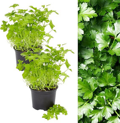 Carbeth Plants 2 X Parsley Flat Leaf Herb Plants In 13Cm PotsIdeal For Cooking And Salads from B&Q