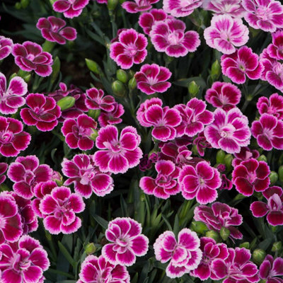 Carbeth Plants Carnation Pink Kisses In 12Cm PotPerennial Dianthus Plant For Your Garden from B&Q