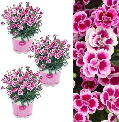 Carbeth Plants Dianthus Pink Kisses X 3 Plants In 12Cm PotsPink Carnations Ready To Plant from B&Q