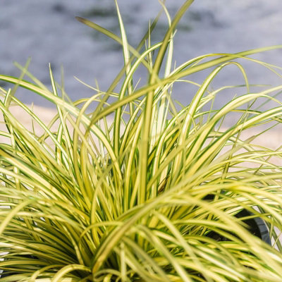 Carbeth Plants Carex Evergold Plants 3 X 9Cm PotsEvergreen Japanese Sedge Ornamental Grass from B&Q