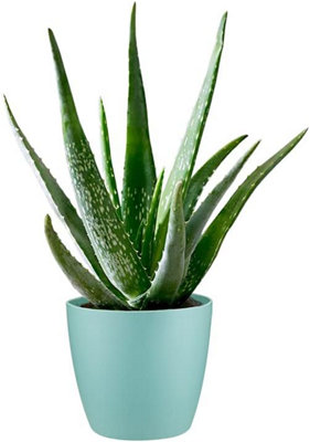 Carbeth Plants Aloe Vera PlantLarge Plant Around 30-40CmIncludes Mint Pot from B&Q
