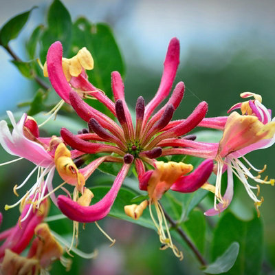 Carbeth Plants Honeysuckle Belgecia - Scented Lonicera In 9Cm Pot - Evergreen Climbing Plant