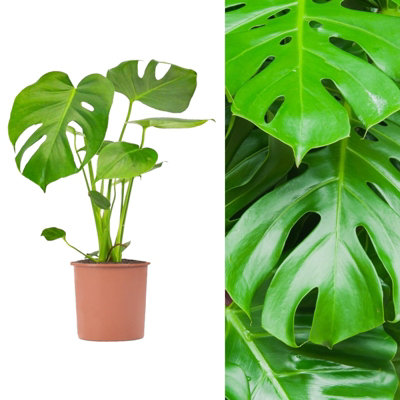 Carbeth Plants Monstera Cheese Plant Around 40-50Cm In HeightIncludes Mint Indoor Pot from B&Q