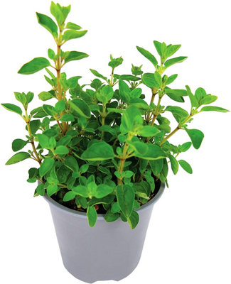 Carbeth Plants Oregano Herb Plant In 14Cm PotOreganos For Culinary UseReady To Plant from B&Q