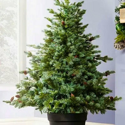 B&Q -  The 4Ft/120Cm Cairngorm Pine Potted Tree (Outdoor)