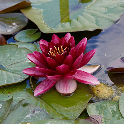 Lincolnshire Pond Plants Perrys Almost Black Water LilyPottedMarginal Aquatic Pond Plant from B&Q