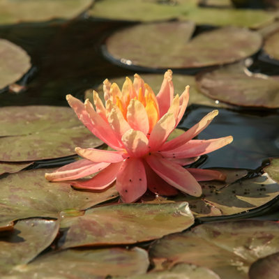 Lincolnshire Pond Plants Sioux Water LilyKitMarginal Aquatic Pond Plant from B&Q