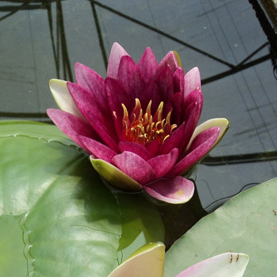 Lincolnshire Pond Plants Rembrandt Water LilyPottedMarginal Aquatic Pond Plant from B&Q