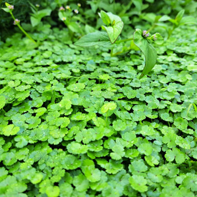 Lincolnshire Pond Plants Hydrocotyle Vulgaris Nova Zelandiae1Ltr BarerootOxygenating Marginal Aquatic Pond Plant from B&Q