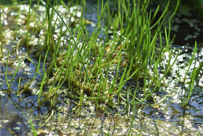 Lincolnshire Pond Plants Litorella Uniflora1Ltr PottedOxygenating Marginal Aquatic Pond Plant from B&Q