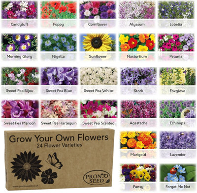 Pronto Seed Flower Bumper Pack24 VarietiesOver 3,100 Flower Seeds For BedsPots And Baskets from B&Q