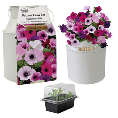 Pronto Seed Petunia Grow Your Own Kit With Decorative Milk Churn PlanterColourama MixGarden Gift For Beginners from B&Q