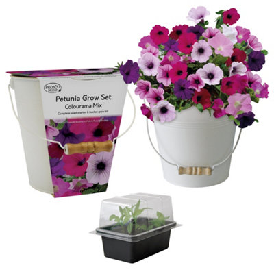 Pronto Seed Petunia Grow Your Own Kit With Decorative Bucket PlanterColourama MixFlower Gift For Garden Lovers from B&Q