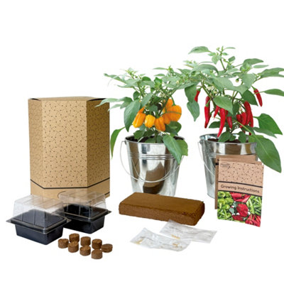 Pronto Seed Grow Your Own Chilli KitGalvanised Bucket Duo With 4 Chilli Seed Varieties & Mini Propagators from B&Q