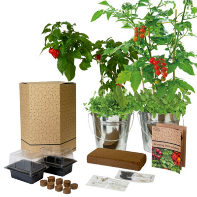 Pronto Seed Grow Your Own Chilli Tomato And Herb KitGalvanised Bucket Duo With 4 Varieties from B&Q