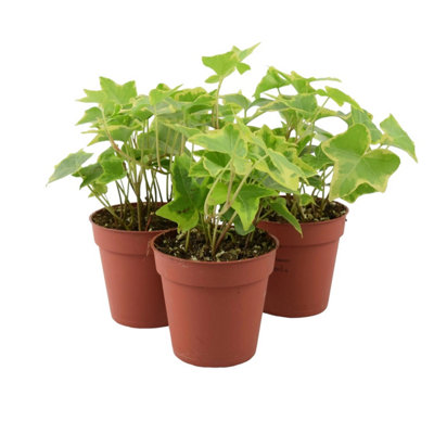 Ivy Hedera Trailing Gold 9Cm Pot Golden Variegated Trailing House Plant Garden Plant from B&Q