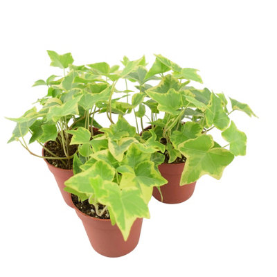 Ivy Hedera Trailing Gold 9Cm Pot Golden Variegated Trailing House Plant Garden Plant from B&Q