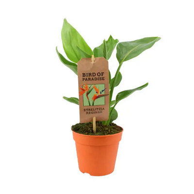 Bird Of Paradise Plant In 12Cm Pot Strelitzia Reginae Indoor Tropical Houseplant Garden Plant from B&Q