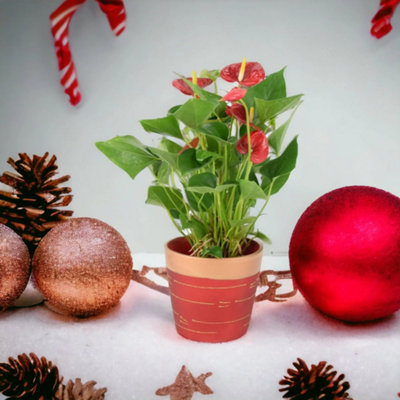  - Anthurium Red Flamingo Flower In 12Cm Red Gold Pot Gift Plant Garden Plant
