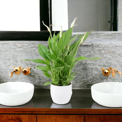  - Peace Lily Plant 12CmAir Purifying Houseplant Elegant Indoor Plant With White Flowers  In Ceramic White