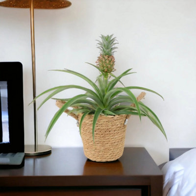 Pineapple Plant Ananas 12Cm Pot Aromatic Indoor Plant Garden Plant from B&Q