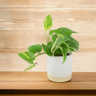 Ceramic Eve Off White Plant Pot  Elegant Decorative Indoor & Outdoor Planter from B&Q