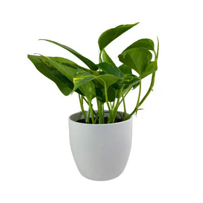 Epipremnum Aureum Indoor Plant In 12Cm White Pot Garden Plant from B&Q