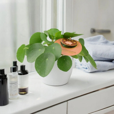 Chinese Money Plant 12Cm Pilea Peperomioides In White Pot Garden Plant from B&Q