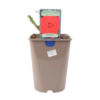 Ruby Anniversary Wedding Rose In 5.5L Pot  Dark Red Blooms For Special Occasions In Nursery Pot from B&Q