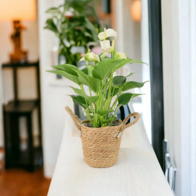 Anthurium White Stunning Flamingo Flower In 12Cm Pot Indoor Plant In Basket Seagrass With Handles from B&Q