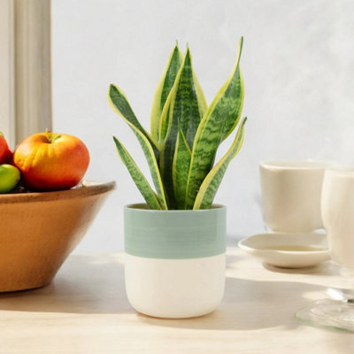Sansevieria Superba In 12Cm Pot  Airpurifying Snake Plant For Low Light Spaces Garden Plant from B&Q