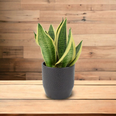  - Ceramic Ewi Anthracite Plant Pot Textured Indoor & Outdoor Planter